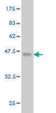 Monoclonal Anti-NRP2 antibody produced in mouse clone 3B8, purified immunoglobulin, buffered aqueous solution
