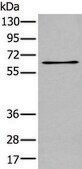 Anti-TCF7L1 affinity isolated antibody