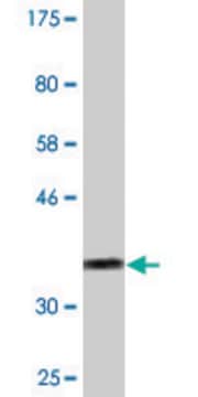 Monoclonal Anti-VAX1 antibody produced in mouse clone 2F4, purified immunoglobulin, buffered aqueous solution