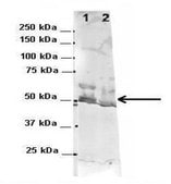 Anti-G3BP1, (N-terminal) antibody produced in rabbit affinity isolated antibody
