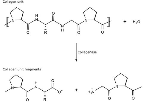 Collagenase from Clostridium histolyticum Type XI, 2-5&#160;FALGPA units/mg solid, &#8805;800&#160;CDU/mg solid