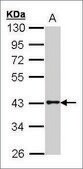 Anti-GPR120 (N-terminal) antibody produced in rabbit affinity isolated antibody, buffered aqueous solution