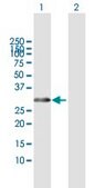 Anti-HOXB1 antibody produced in mouse purified immunoglobulin, buffered aqueous solution