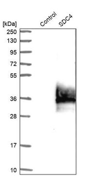 Anti-SDC4 antibody produced in rabbit Prestige Antibodies&#174; Powered by Atlas Antibodies, affinity isolated antibody, buffered aqueous glycerol solution