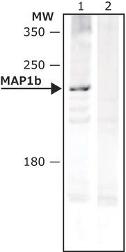 Anti-MAP1b antibody, Mouse monoclonal clone AA6, purified from hybridoma cell culture