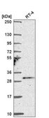 Anti-TSSK4 antibody produced in rabbit Prestige Antibodies&#174; Powered by Atlas Antibodies, affinity isolated antibody
