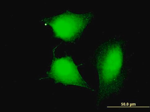 Monoclonal Anti-MGC34732, (C-terminal) antibody produced in mouse clone 3E3, purified immunoglobulin, buffered aqueous solution