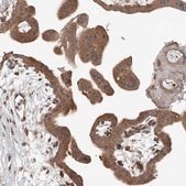 Anti-SASH1 antibody produced in rabbit Prestige Antibodies® Powered by Atlas Antibodies, affinity isolated antibody, buffered aqueous glycerol solution, ab2