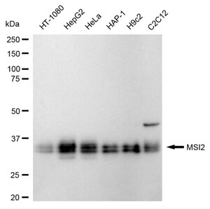 KD-Validated Anti Musashi RNA Binding Protein 2 Antibody, clone 24GB225, Rabbit Monoclonal clone 24GB225, recombinant rabbit monoclonal, expressed in HEK293 cells
