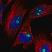 Anti-ZNF519 antibody produced in rabbit Prestige Antibodies&#174; Powered by Atlas Antibodies, affinity isolated antibody, buffered aqueous glycerol solution