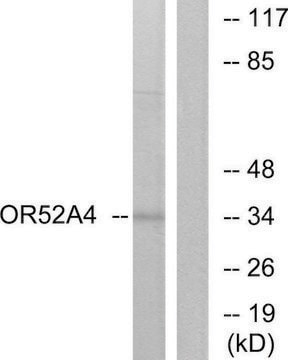 Anti-OR52A4 antibody produced in rabbit affinity isolated antibody