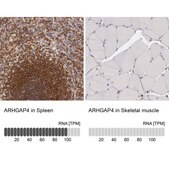 Anti-ARHGAP4 antibody produced in rabbit Ab1, Prestige Antibodies&#174; Powered by Atlas Antibodies, affinity isolated antibody, buffered aqueous glycerol solution
