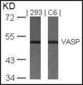 Anti-VASP (Ab-157) antibody produced in rabbit affinity isolated antibody