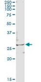 Monoclonal Anti-TSSK3 antibody produced in mouse clone 3F9, purified immunoglobulin, buffered aqueous solution