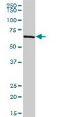 Anti-PLTP antibody produced in rabbit purified immunoglobulin, buffered aqueous solution