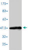 Monoclonal Anti-CBX3 antibody produced in mouse clone 1G12-1D9, purified immunoglobulin, buffered aqueous solution