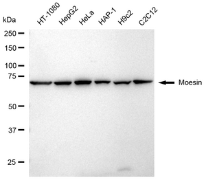 KD-Validated Anti Moesin Antibody, clone 24GB265, Rabbit Monoclonal clone 24GB265, recombinant rabbit monoclonal, expressed in HEK293 cells