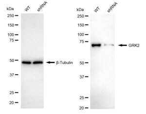 KD-Validated Anti GRK2 Antibody, clone 23GB1515, Rabbit Monoclonal clone 23GB1515, recombinant rabbit monoclonal, expressed in HEK293 cells