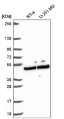 Anti-SLFNL1 antibody produced in rabbit Prestige Antibodies® Powered by Atlas Antibodies, affinity isolated antibody