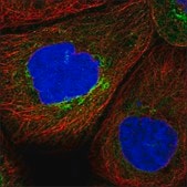 Anti-NOX1 antibody produced in rabbit Prestige Antibodies® Powered by Atlas Antibodies, affinity isolated antibody, buffered aqueous glycerol solution