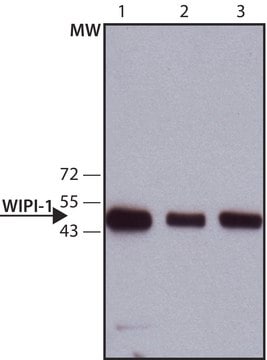 Monoclonal Anti-WIPI-1 antibody produced in mouse ~1.5&#160;mg/mL, clone WIPI1-4, purified immunoglobulin, buffered aqueous solution