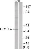 Anti-OR10G7 antibody produced in rabbit affinity isolated antibody