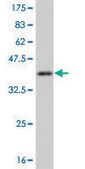 Monoclonal Anti-CAMK1, (C-terminal) antibody produced in mouse clone 2B6, purified immunoglobulin, buffered aqueous solution