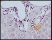Anti-NOX4 Antibody from rabbit