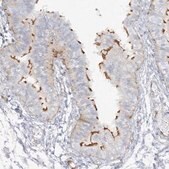 Anti-PPIL6 antibody produced in rabbit Prestige Antibodies&#174; Powered by Atlas Antibodies, affinity isolated antibody, buffered aqueous glycerol solution