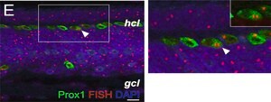 Anti-Prox 1 Antibody serum, Chemicon&#174;