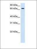 Anti-HAL antibody produced in rabbit IgG fraction of antiserum
