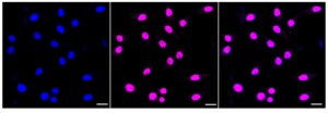 Anti MADCAM1 Antibody, clone 24GB660, Rabbit Monoclonal clone 24GB660, recombinant rabbit monoclonal, expressed in HEK293 cells