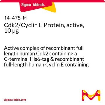 Cdk2/Cyclin E蛋白，活性，10 &#181;g Active complex of recombinant full length human Cdk2 containing a C-terminal His6-tag &amp; recombinant full-length human Cyclin E containing an N-terminal GST-tag. For use in Kinase Assays.