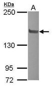 Anti-NCOA2 (C-terminal) antibody produced in rabbit affinity isolated antibody, buffered aqueous solution