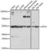 Anti-eIF3e antibody produced in rabbit