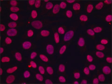 Anti-Acetyl-Histone H4 [Ac-Lys16] 兔抗 ~1.5&#160;mg/mL, affinity isolated antibody, buffered aqueous solution