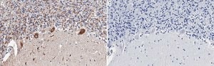 Anti-BTG2 Antibody, clone 1G17 ZooMAb&#174; Rabbit Monoclonal recombinant, expressed in HEK 293 cells