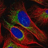 Anti-OCIAD1 antibody produced in rabbit Prestige Antibodies&#174; Powered by Atlas Antibodies, affinity isolated antibody, buffered aqueous glycerol solution