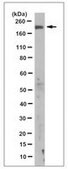Anti-KIF1B Antibody, clone 10F3.1