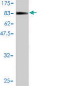 Monoclonal Anti-C9orf86 antibody produced in mouse clone 2E11-1F10, purified immunoglobulin, buffered aqueous solution