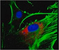 抗-LBPA抗体，克隆6C4 clone 6C4, from mouse