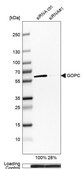 Anti-GOPC antibody produced in rabbit Prestige Antibodies® Powered by Atlas Antibodies, affinity isolated antibody, buffered aqueous glycerol solution