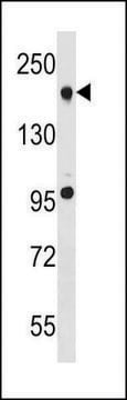 ANTI-TET2 (N-TERM) antibody produced in rabbit IgG fraction of antiserum, buffered aqueous solution
