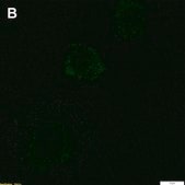 Anti-CXCL9/MIG Antibody, clone 1H13 ZooMAb&#174; Rabbit Monoclonal recombinant, expressed in HEK 293 cells