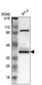 Anti-WDR89 antibody produced in rabbit Prestige Antibodies® Powered by Atlas Antibodies, affinity isolated antibody, buffered aqueous glycerol solution
