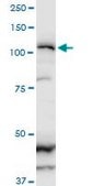 Monoclonal Anti-ZFHX1B, (C-terminal) antibody produced in mouse clone 2H5, purified immunoglobulin, buffered aqueous solution