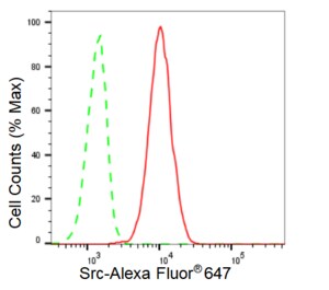 KD-Validated Anti Src Antibody, clone 23GB1110, Rabbit Monoclonal clone 23GB1110, recombinant rabbit monoclonal, expressed in HEK293 cells