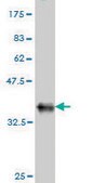 Monoclonal Anti-ACTL7B antibody produced in mouse clone 6A4, purified immunoglobulin, buffered aqueous solution
