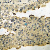 Anti-phospho-Cyclin B1 (pSer126) antibody produced in rabbit affinity isolated antibody