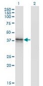 Monoclonal Anti-B3GAT3 antibody produced in mouse clone 1C11, purified immunoglobulin, buffered aqueous solution